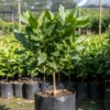 macadamia-nut-plant-grafted-sapling Grafted macadamia nut plants in a nursery bag, about two feet tall