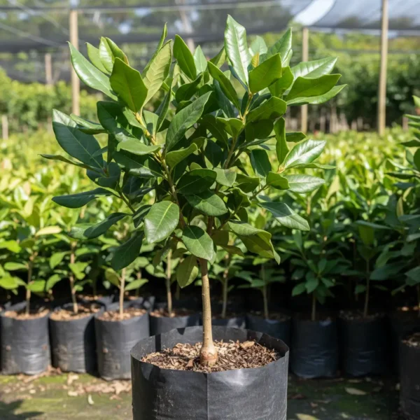 macadamia-nut-plant-grafted-sapling Grafted macadamia nut plants in a nursery bag, about two feet tall