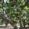 macadamia-tree-nuts-on-branch Macadamia nuts hanging in clusters on a mature tree
