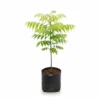 Healthy Malabar Neem Tree (Melia dubia) sapling in a black nursery bag
