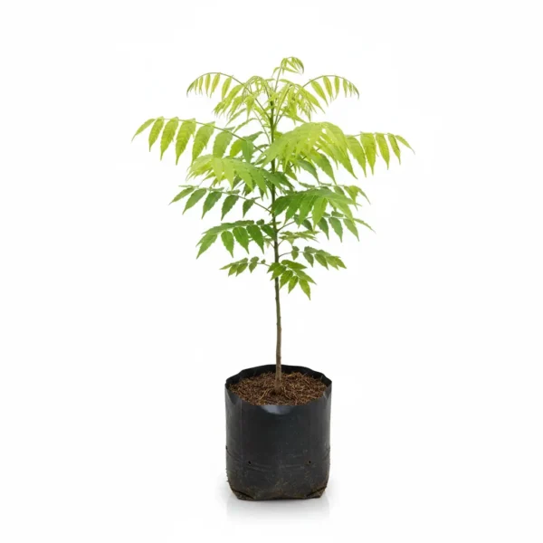 malabar-neem-tree-melia-dubia-sapling Healthy Malabar Neem Tree (Melia dubia) sapling in a black nursery bag