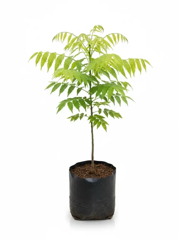 Healthy Malabar Neem Tree (Melia dubia) sapling in a black nursery bag